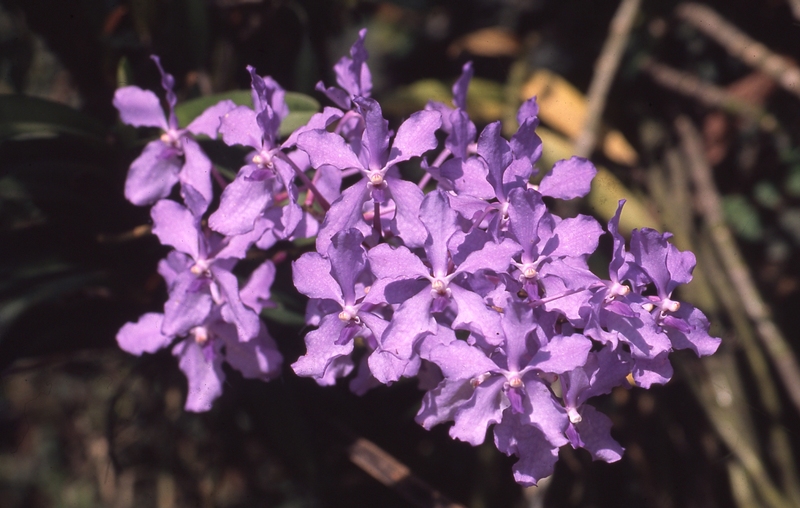 Blue Vanda