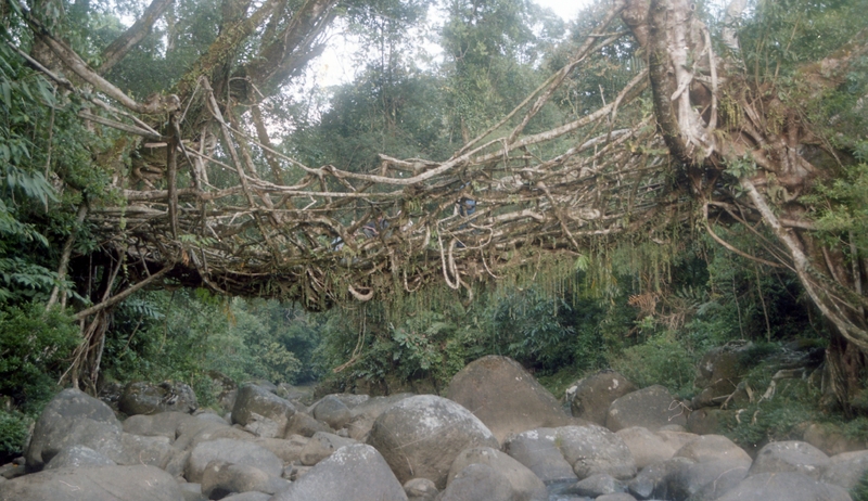 Living root bridges