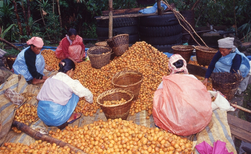 Arecanut Processing, Meghalaya