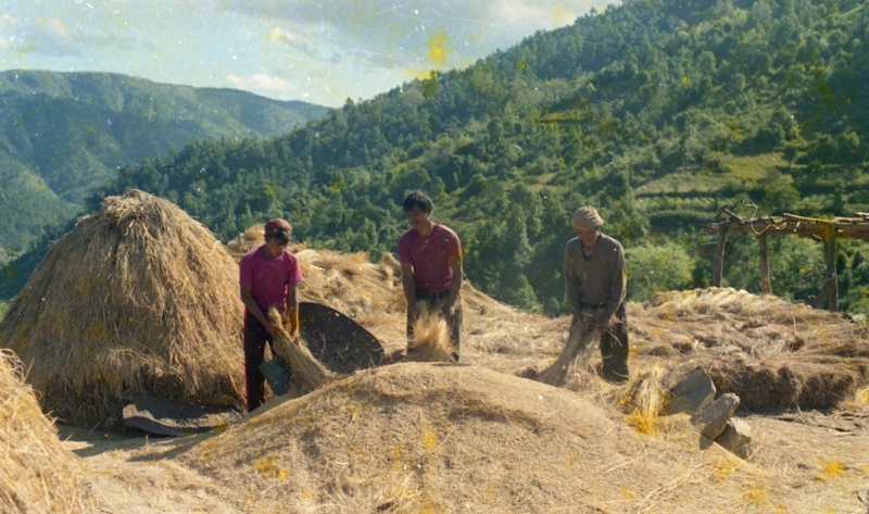 Paddy Thrashing, Meghalaya