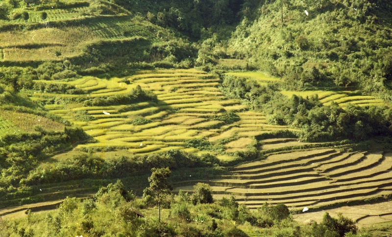 Terrace Farming