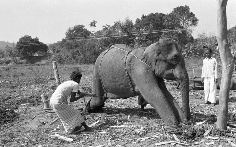 Training of Wild Elephants