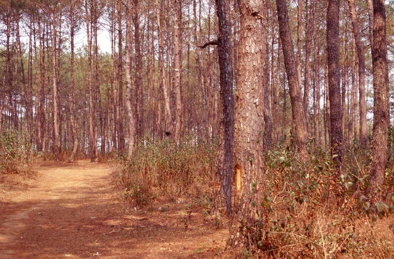Pine Trees