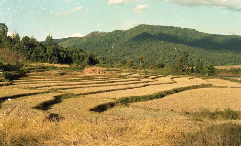 Paddy field
