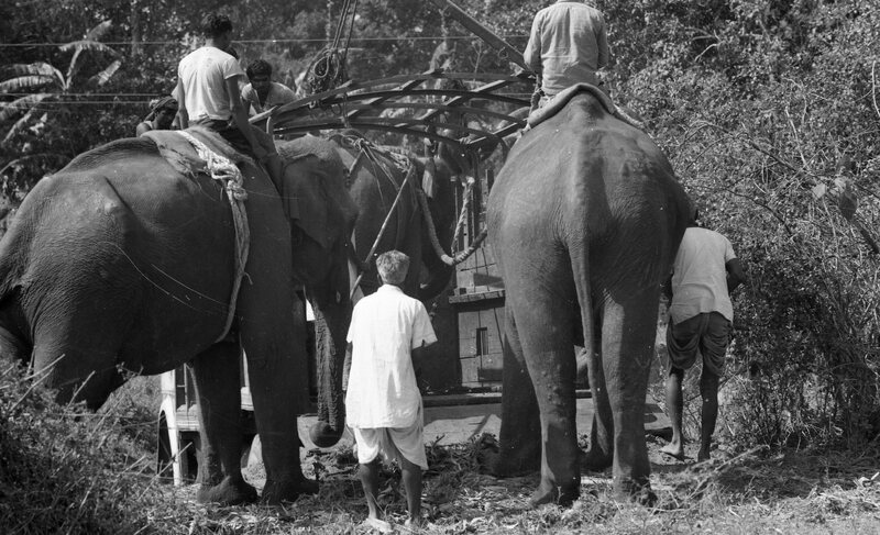 Training of Wild Elephants