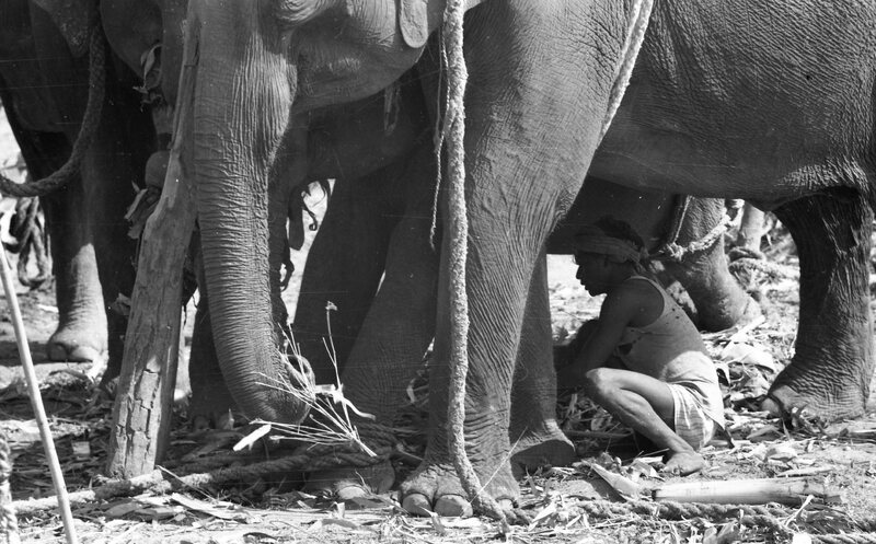 Training of Wild Elephants