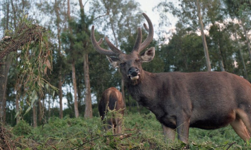 Stag