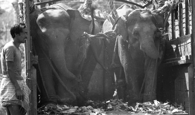 Training of Wild Elephants