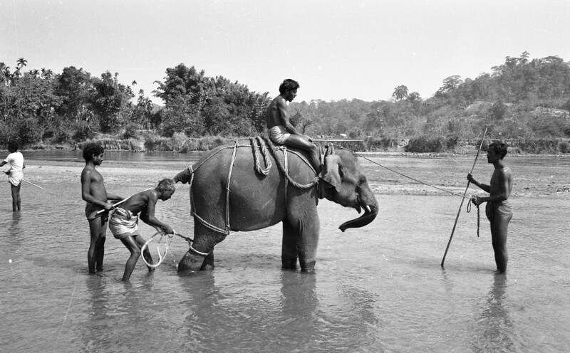 Training of Wild Elephants