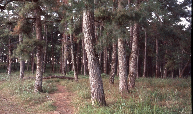Pine forest, Meghalaya