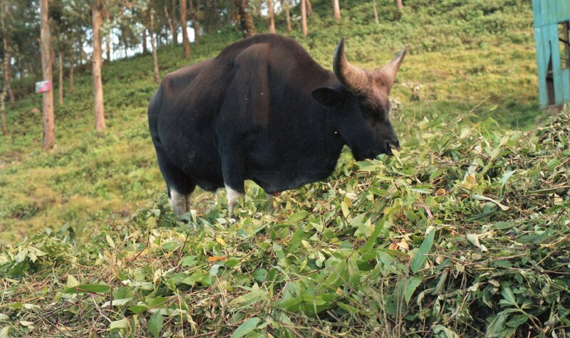Ox
