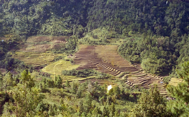 Terrace Farming