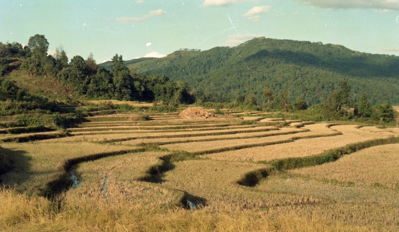 Paddy field