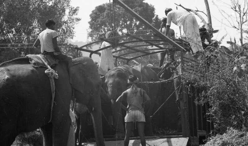 Training of Wild Elephants