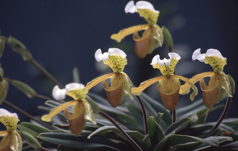 Paphiopedilum Insigne