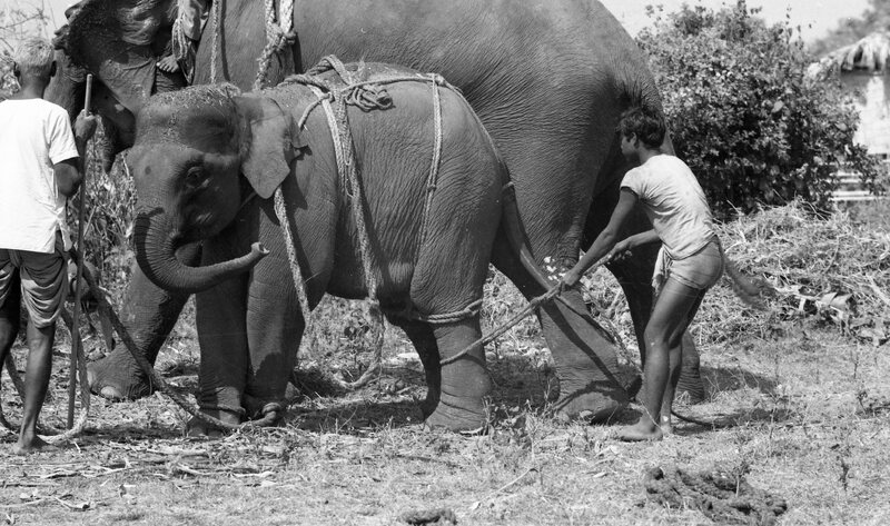 Training of Wild Elephants