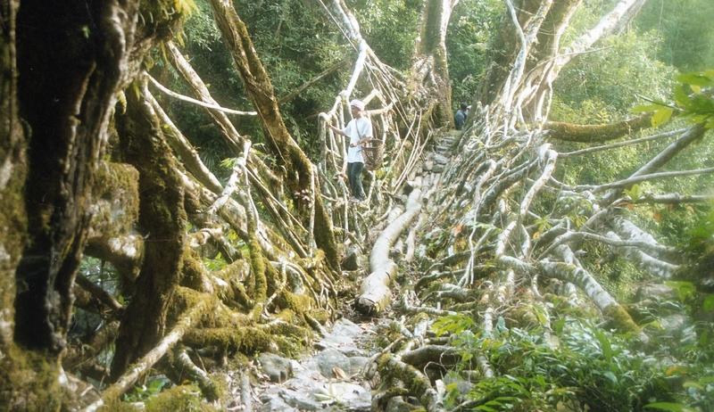 Living root bridges