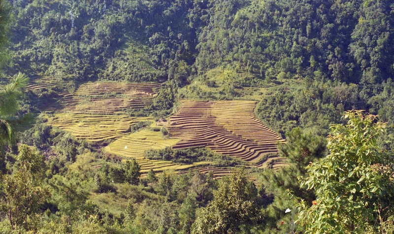Terrace Farming
