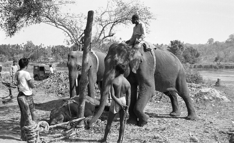 Training of Wild Elephants
