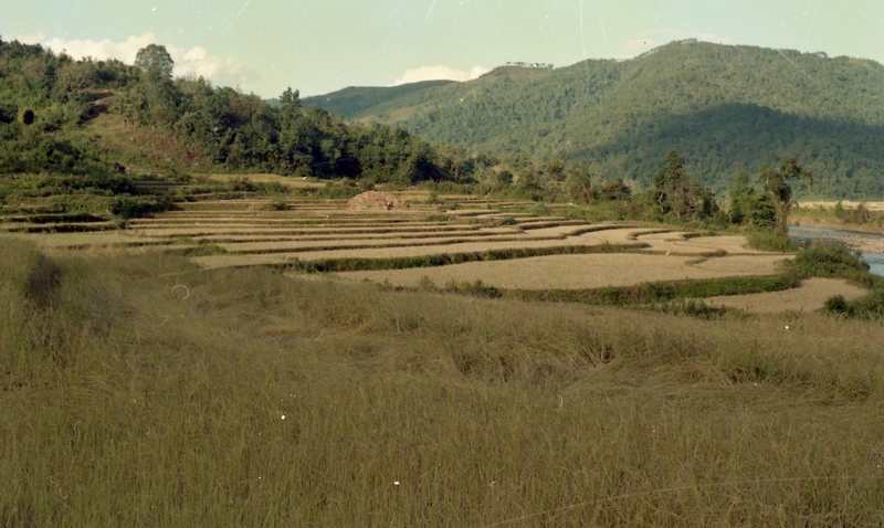 Paddy field