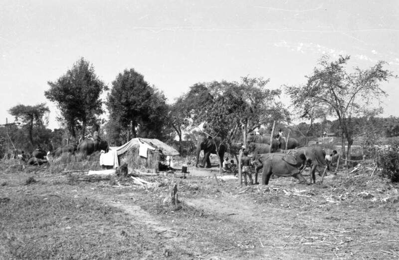 Training of Wild Elephants