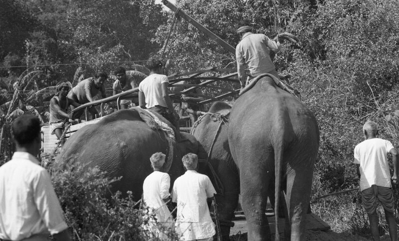 Training of Wild Elephants