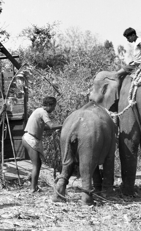 Training of Wild Elephants