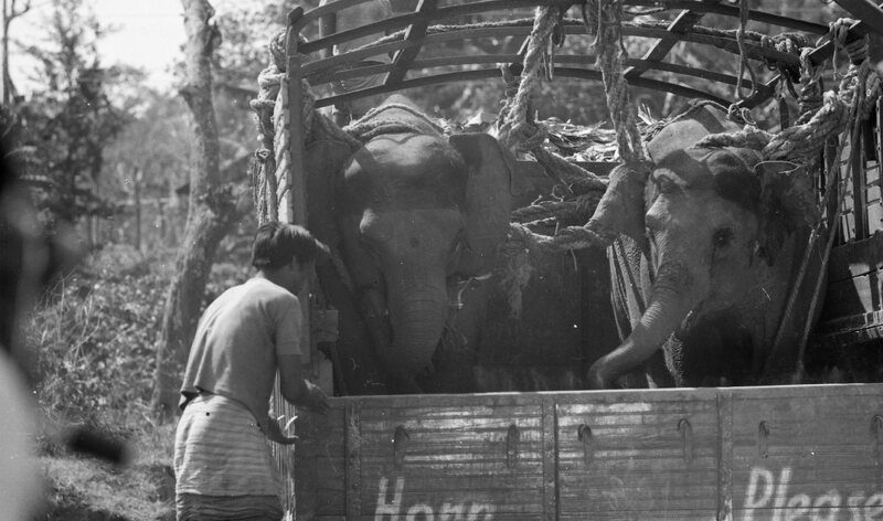 Training of Wild Elephants
