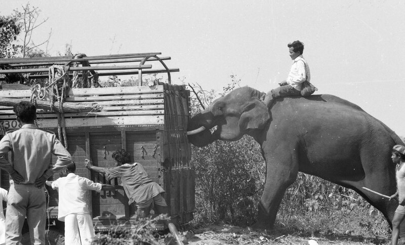 Training of Wild Elephants