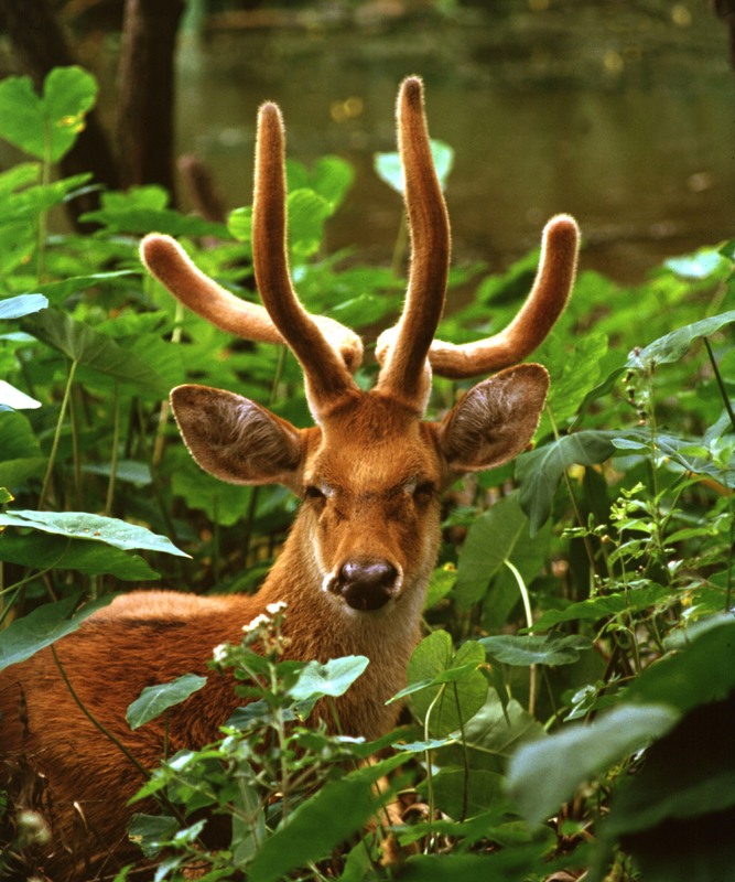 Deer