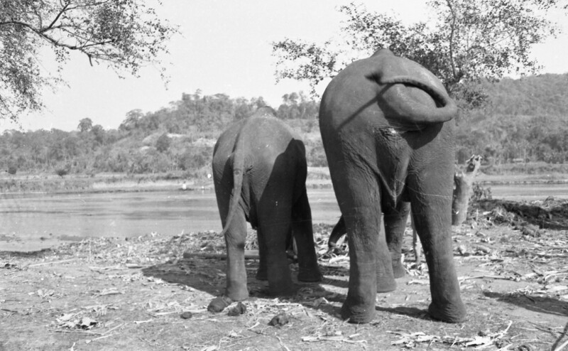 Training of Wild Elephants