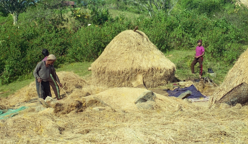 Paddy Thrashing, Meghalaya