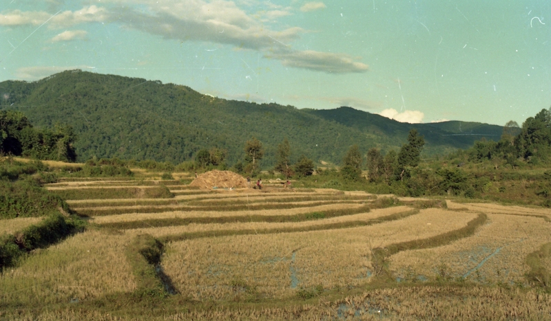 Paddy field
