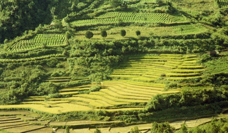 Terrace Farming