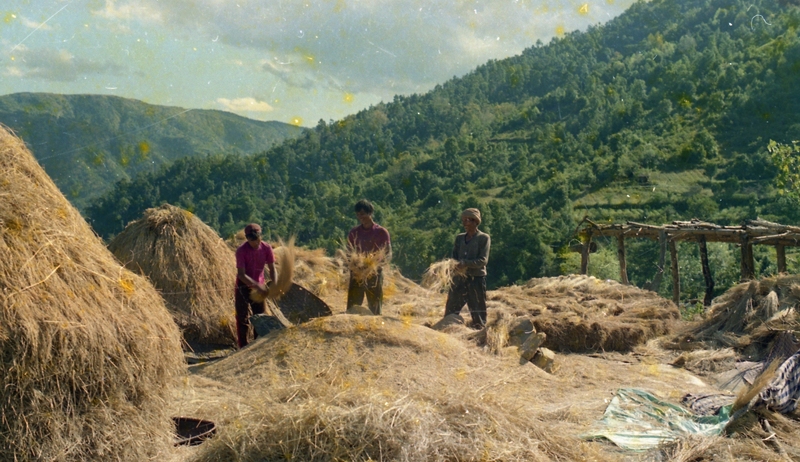 Paddy Thrashing, Meghalaya