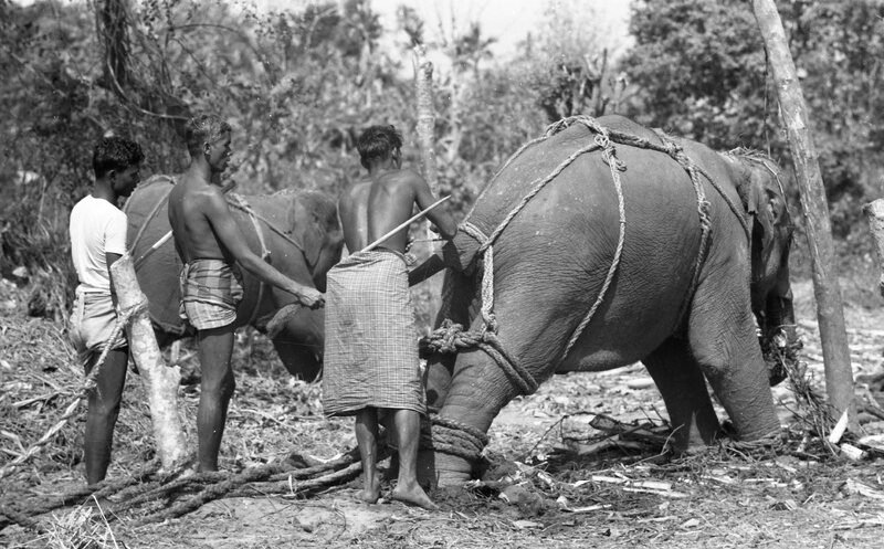 Training of Wild Elephants