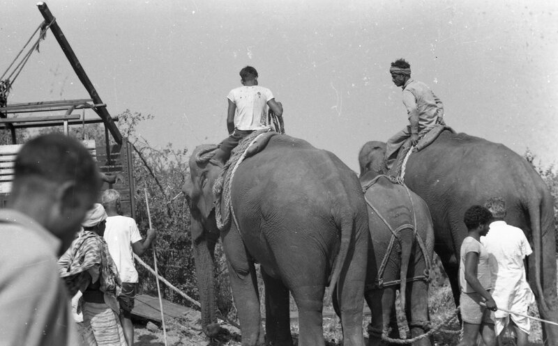 Training of Wild Elephants