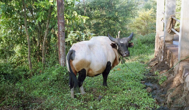 Hornbill festival, Nagaland