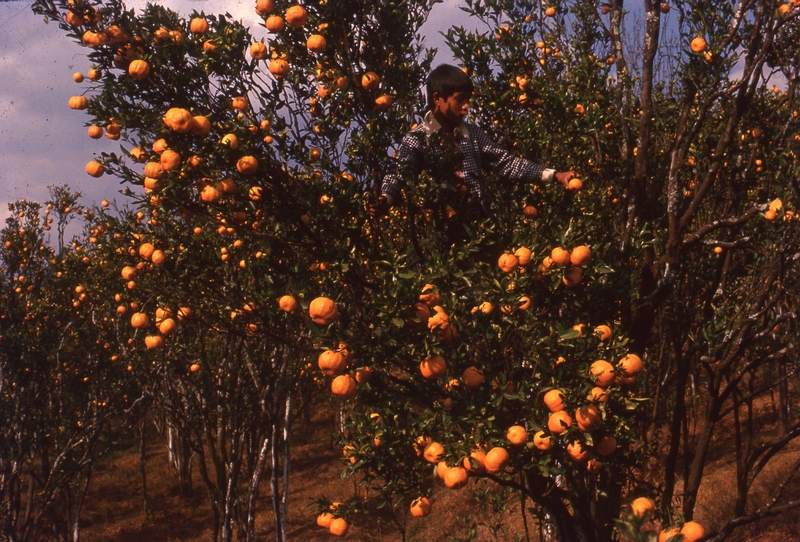 Orange orchad, Meghalaya