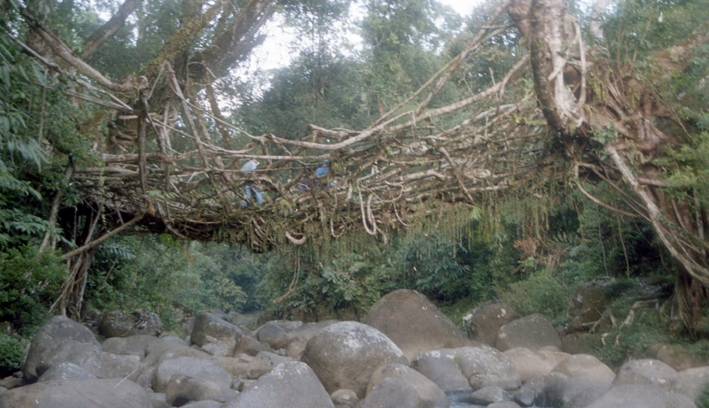 Living root bridges