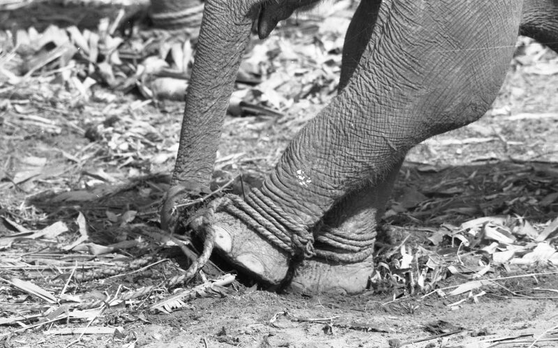 Training of Wild Elephants