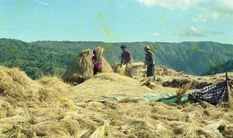 Paddy Thrashing, Meghalaya