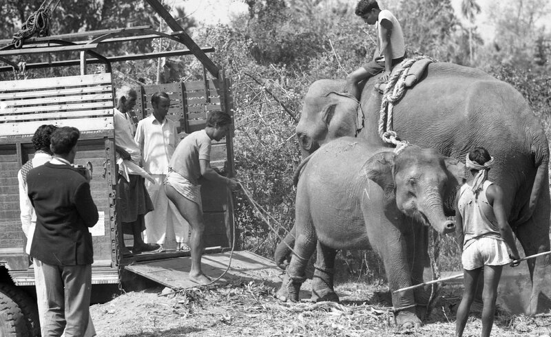 Training of Wild Elephants