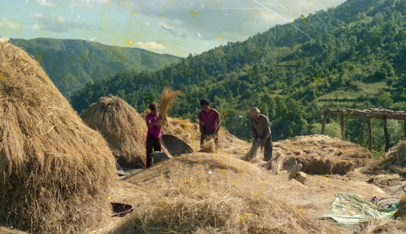 Paddy Thrashing, Meghalaya
