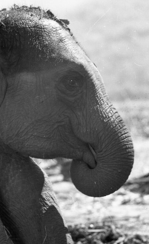 Training of Wild Elephants