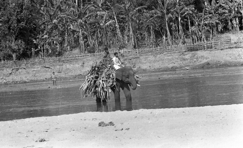 Training of Wild Elephants