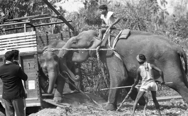 Training of Wild Elephants