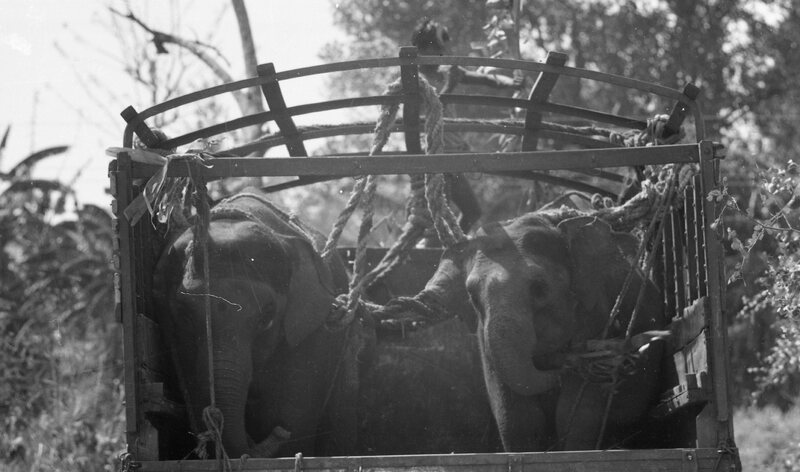 Training of Wild Elephants