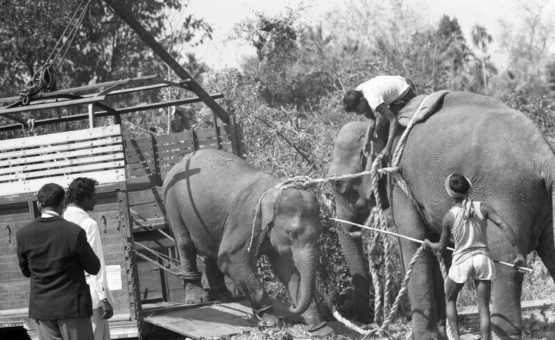 Training of Wild Elephants