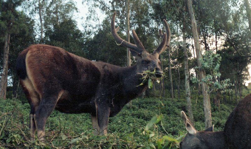 Stag